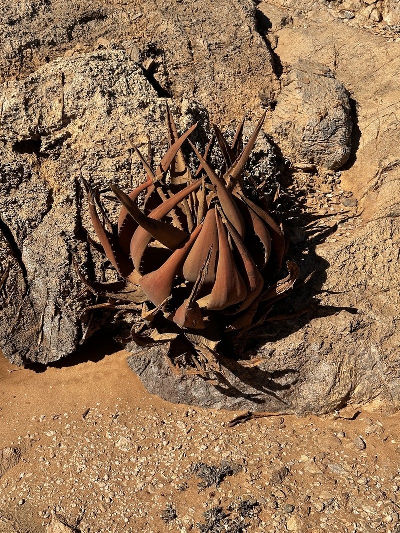 Aloe gariepensis photo 8