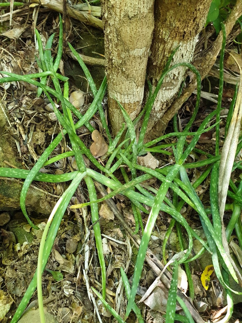 Aloe gautieri photo 2