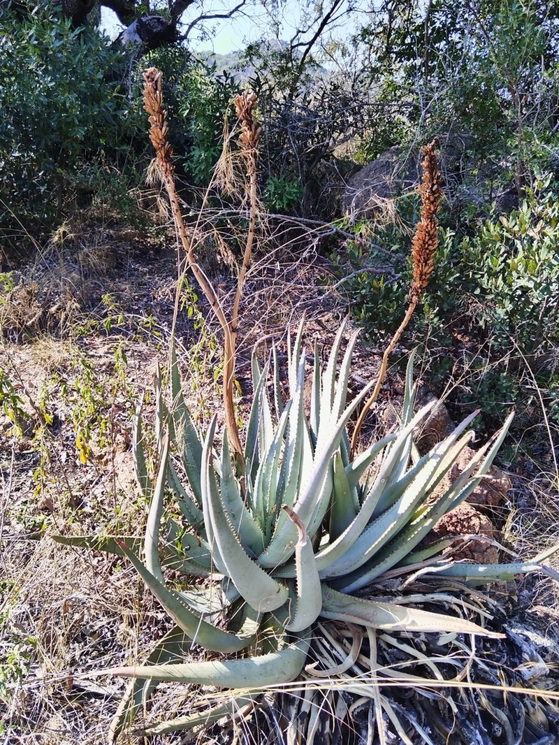 Aloe gerstneri