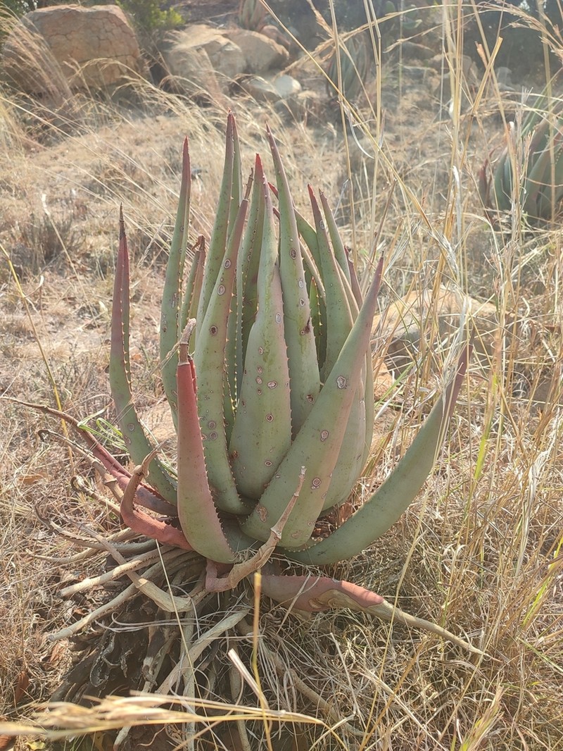Aloe gerstneri photo 2
