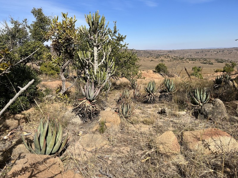 Aloe gerstneri photo 3