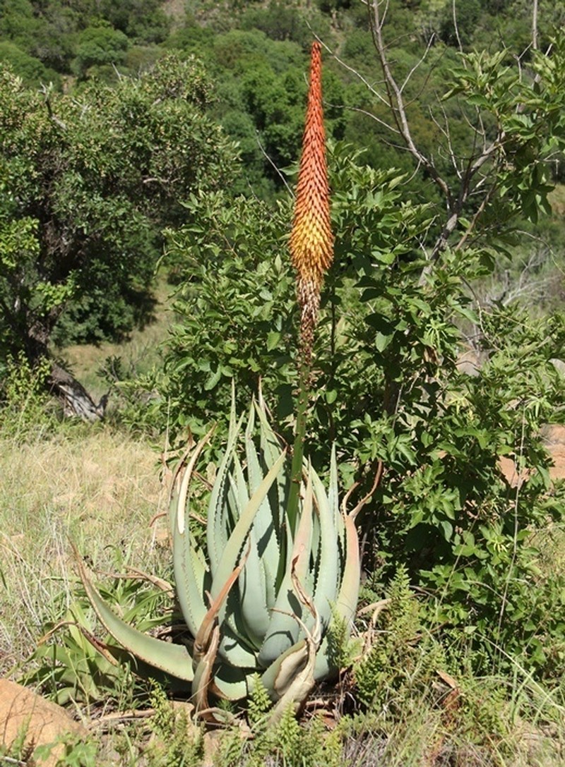 Aloe gerstneri photo 4