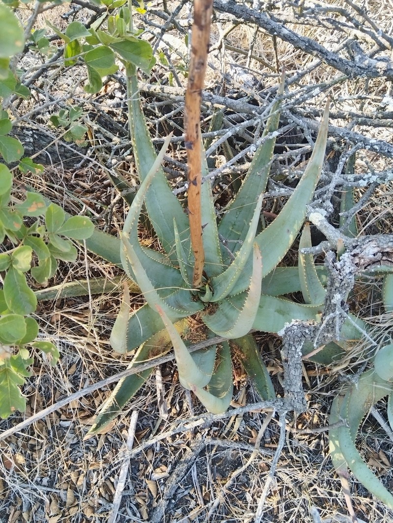 Aloe gerstneri photo 5