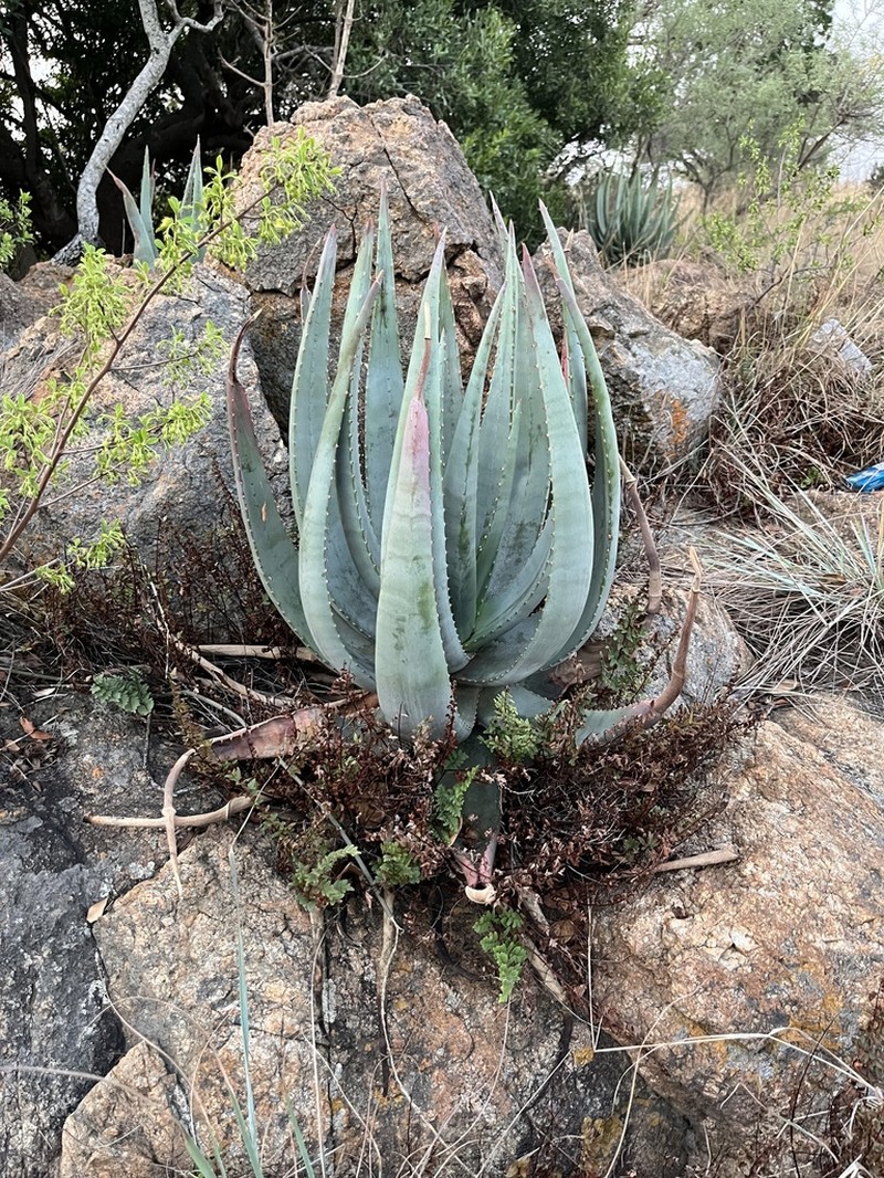 Aloe gerstneri photo 6