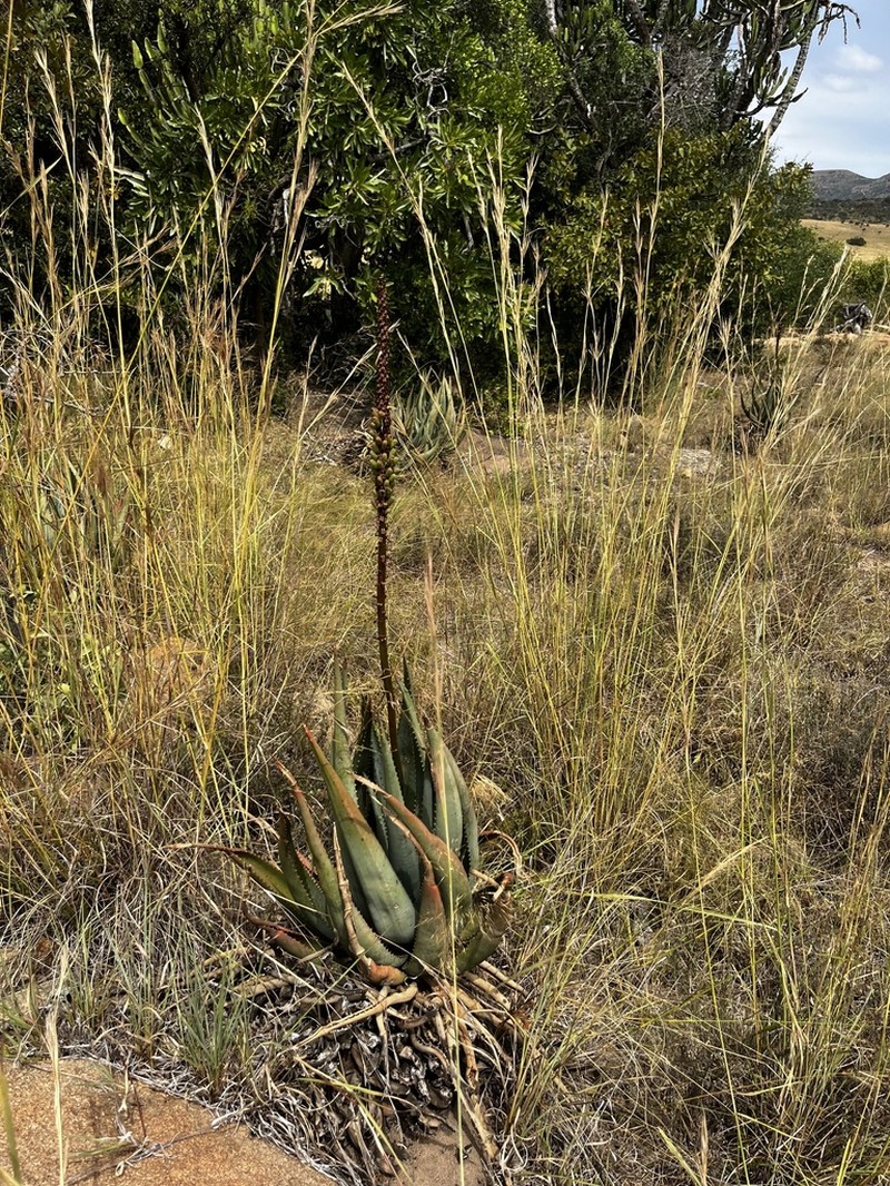 Aloe gerstneri photo 7