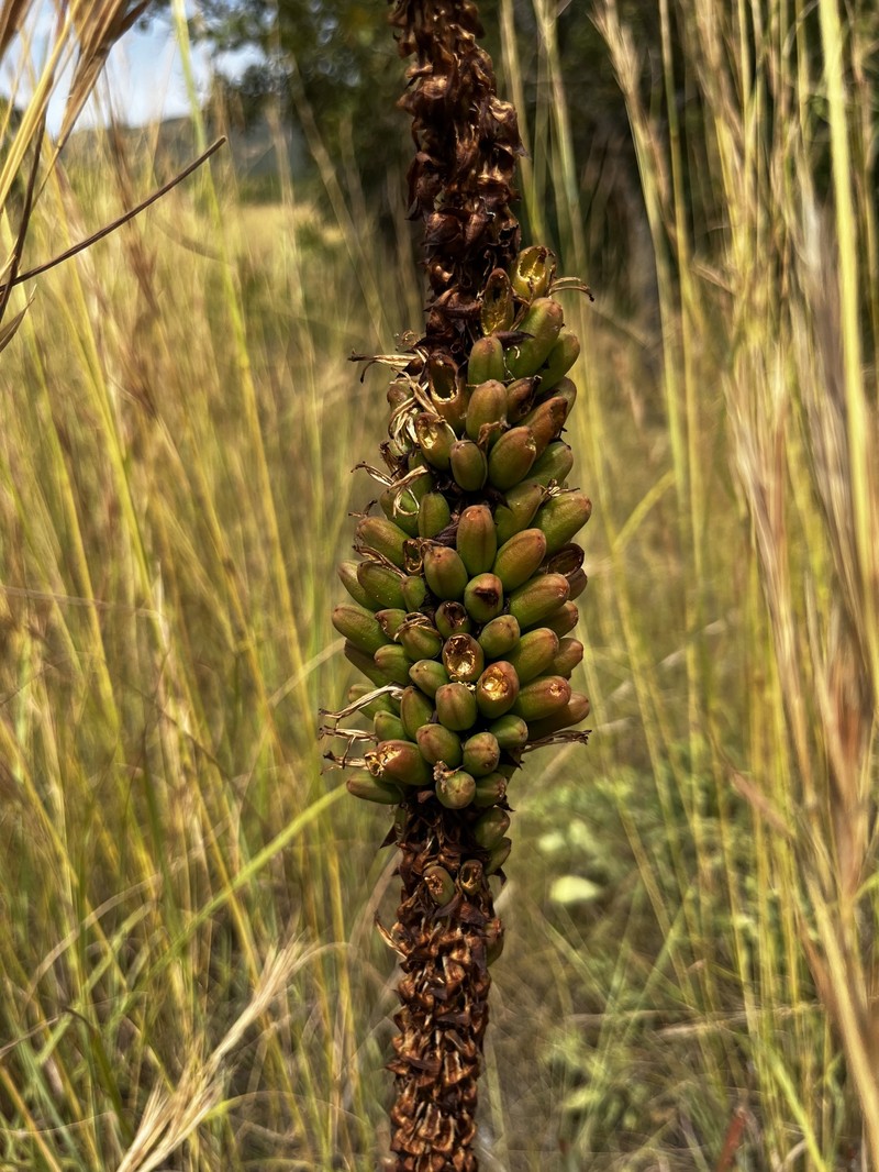 Aloe gerstneri photo 8