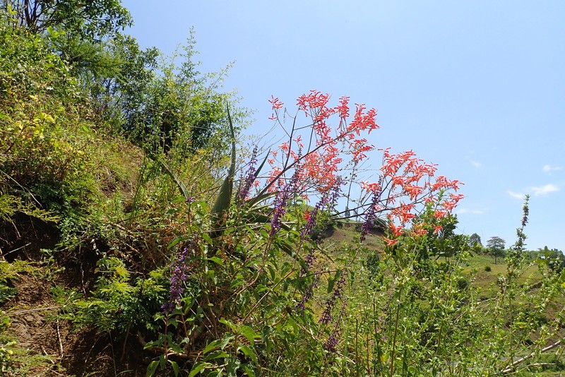 Aloe gilbertii