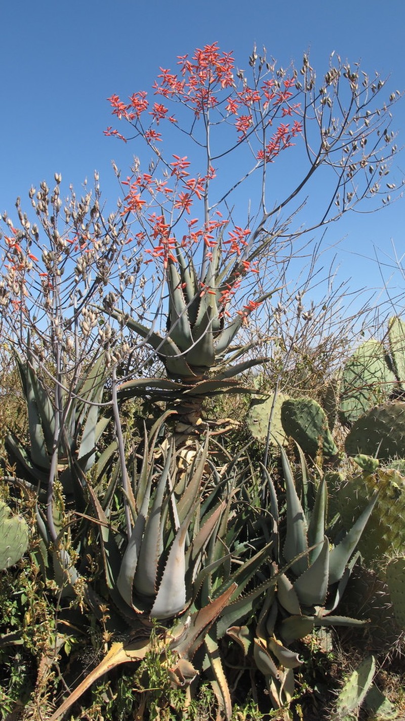 Aloe gilbertii photo 3