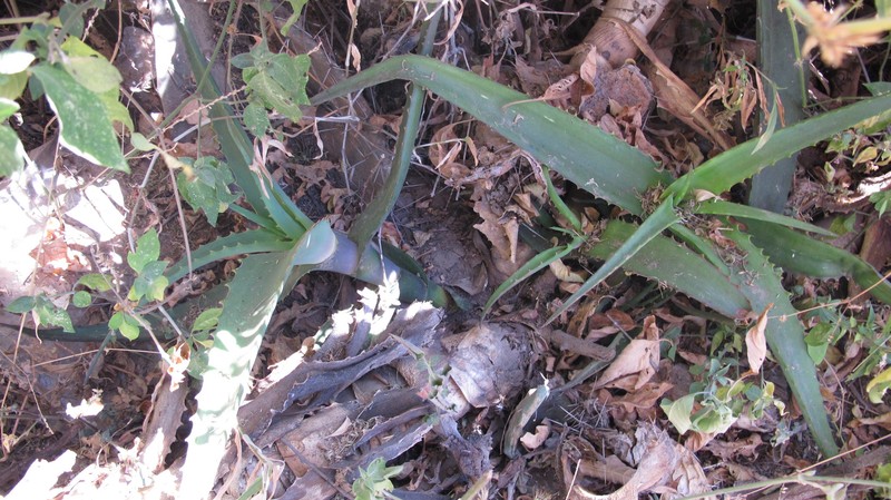 Aloe gilbertii photo 6