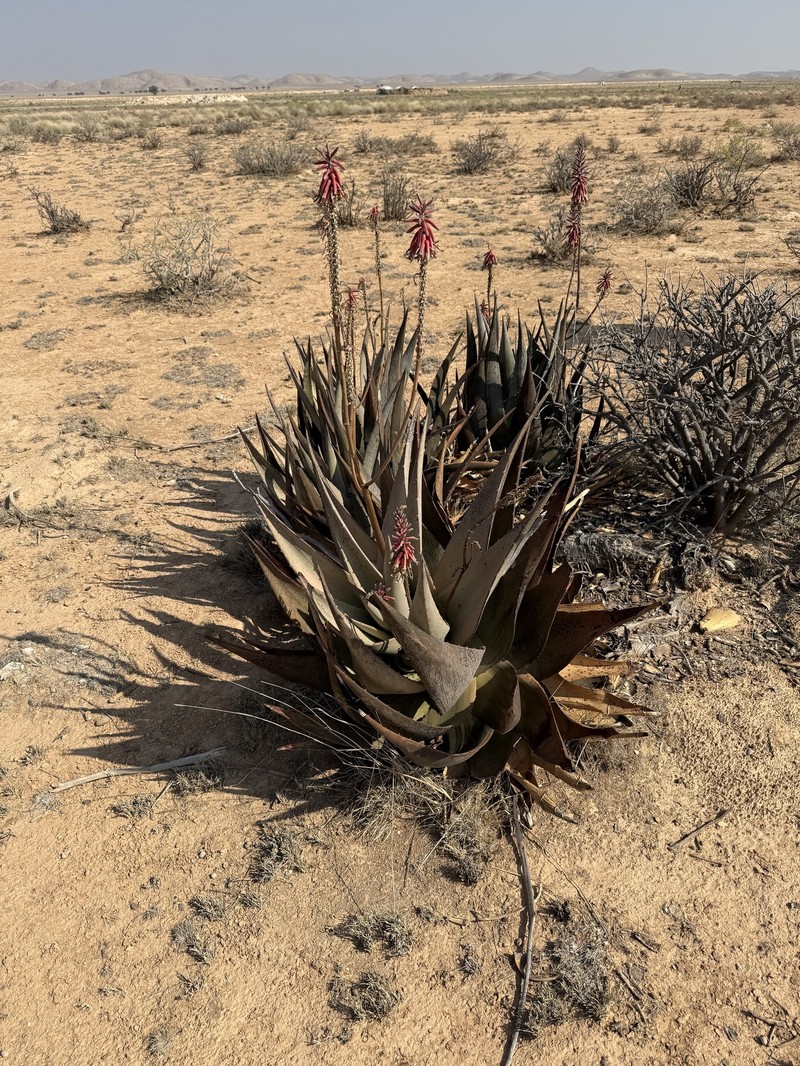 Aloe glabrescens photo 2