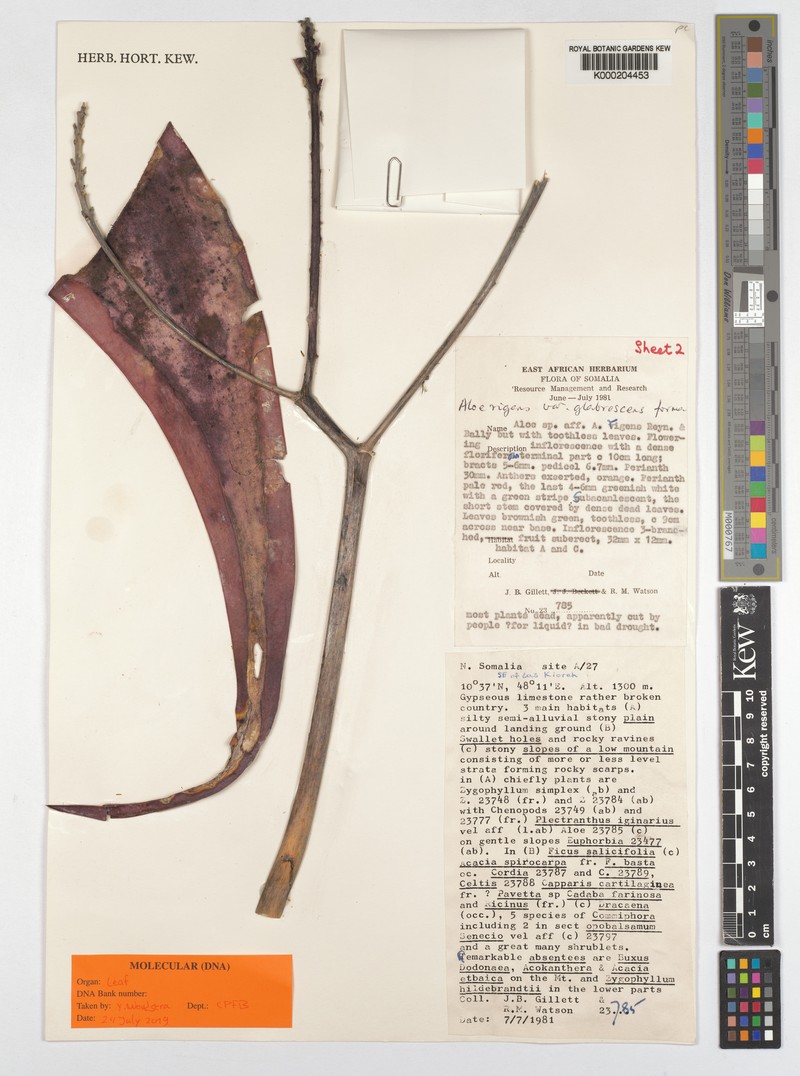 Aloe glabrescens photo 4