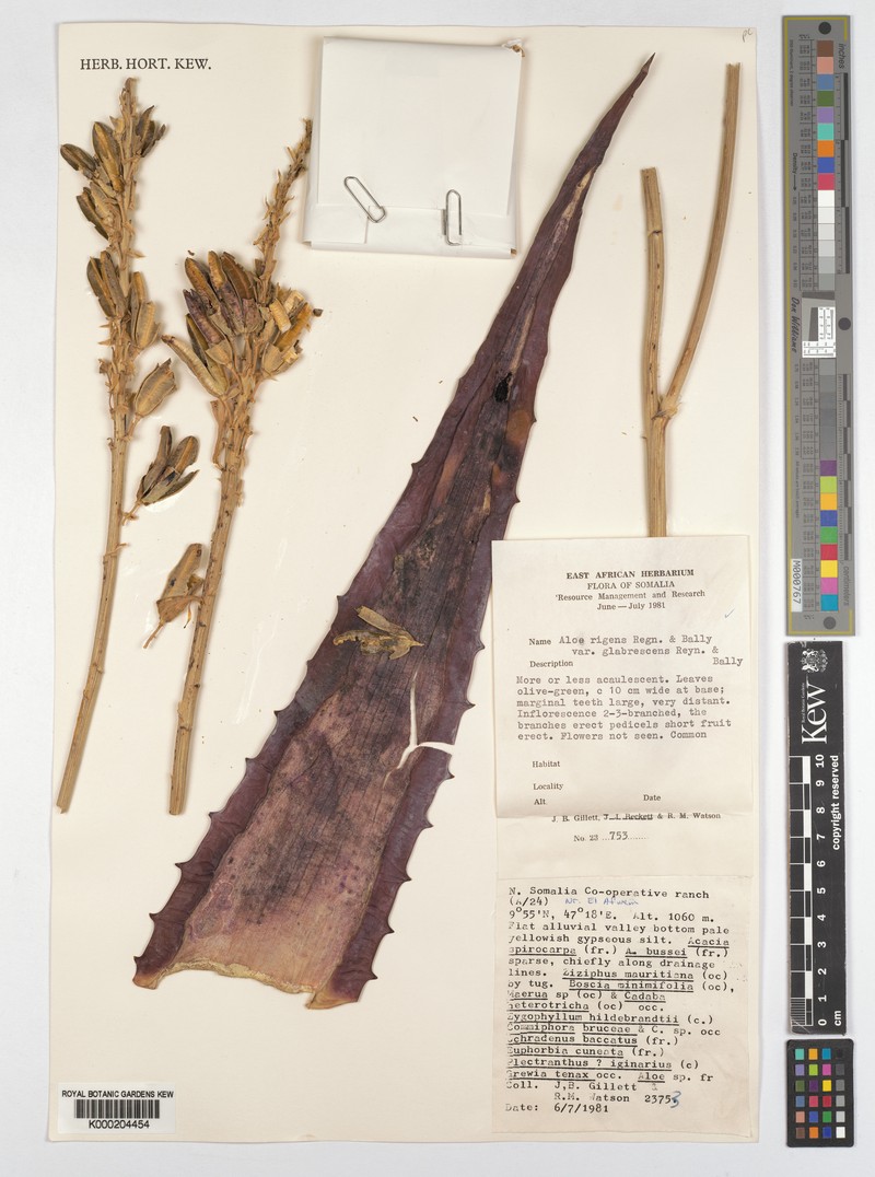Aloe glabrescens photo 5