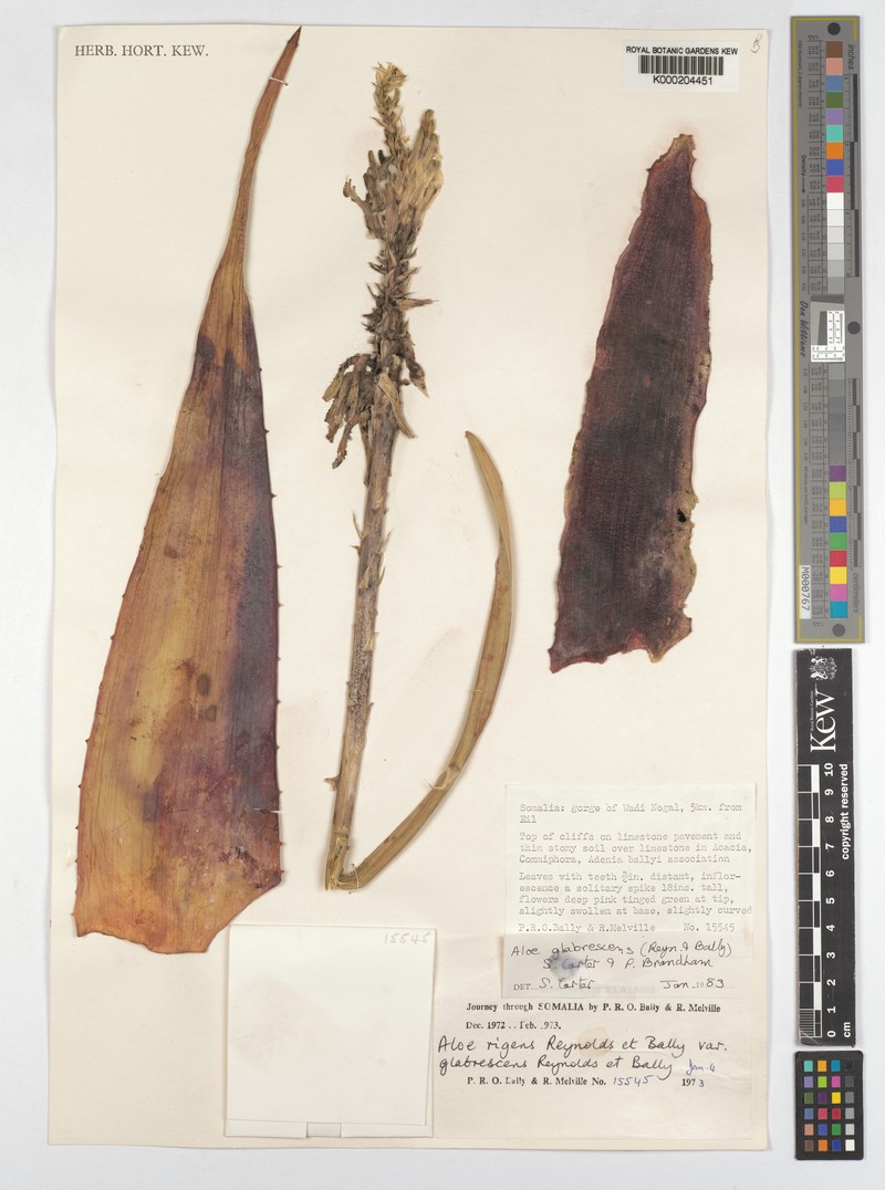 Aloe glabrescens photo 6