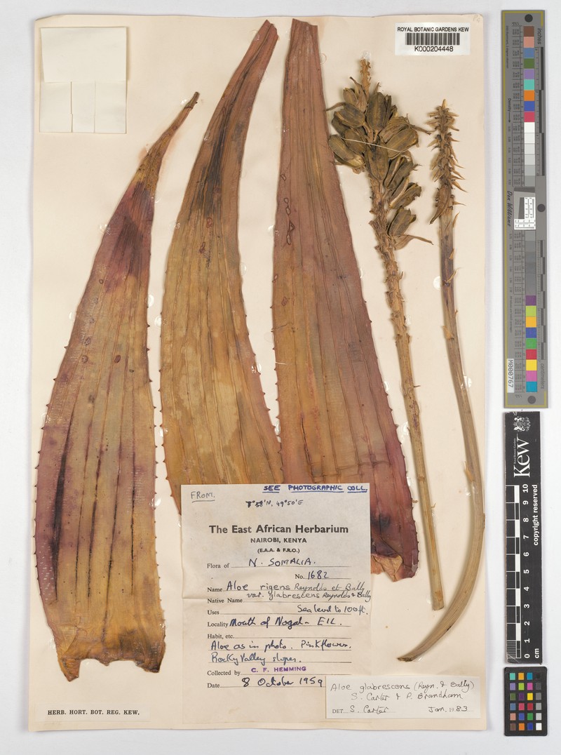 Aloe glabrescens photo 8