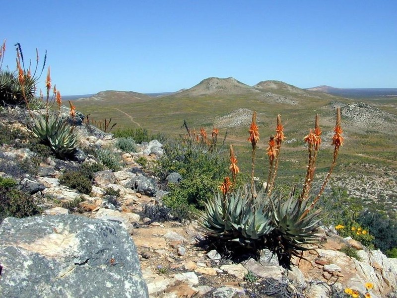 Aloe glauca photo 2