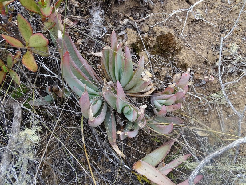 Aloe glauca photo 3