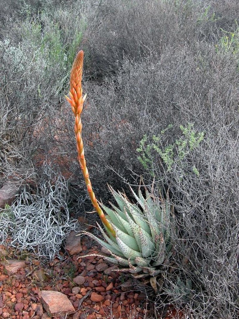 Aloe glauca photo 4