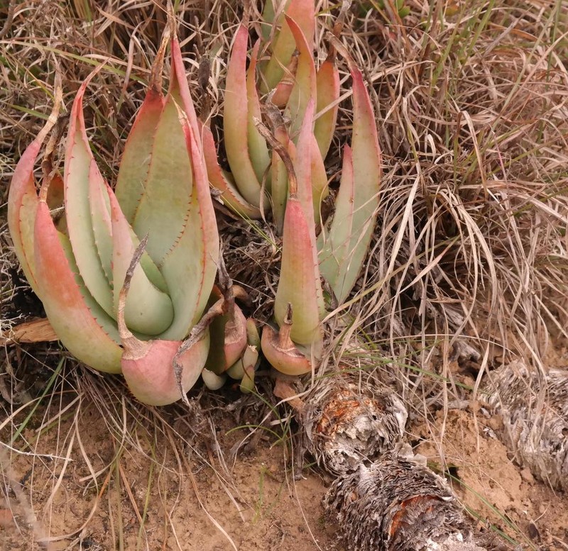 Aloe glauca photo 5