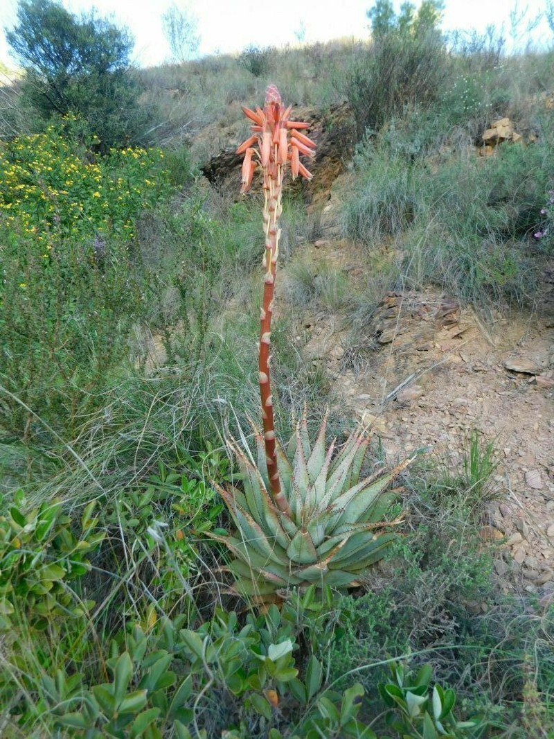 Aloe glauca photo 6