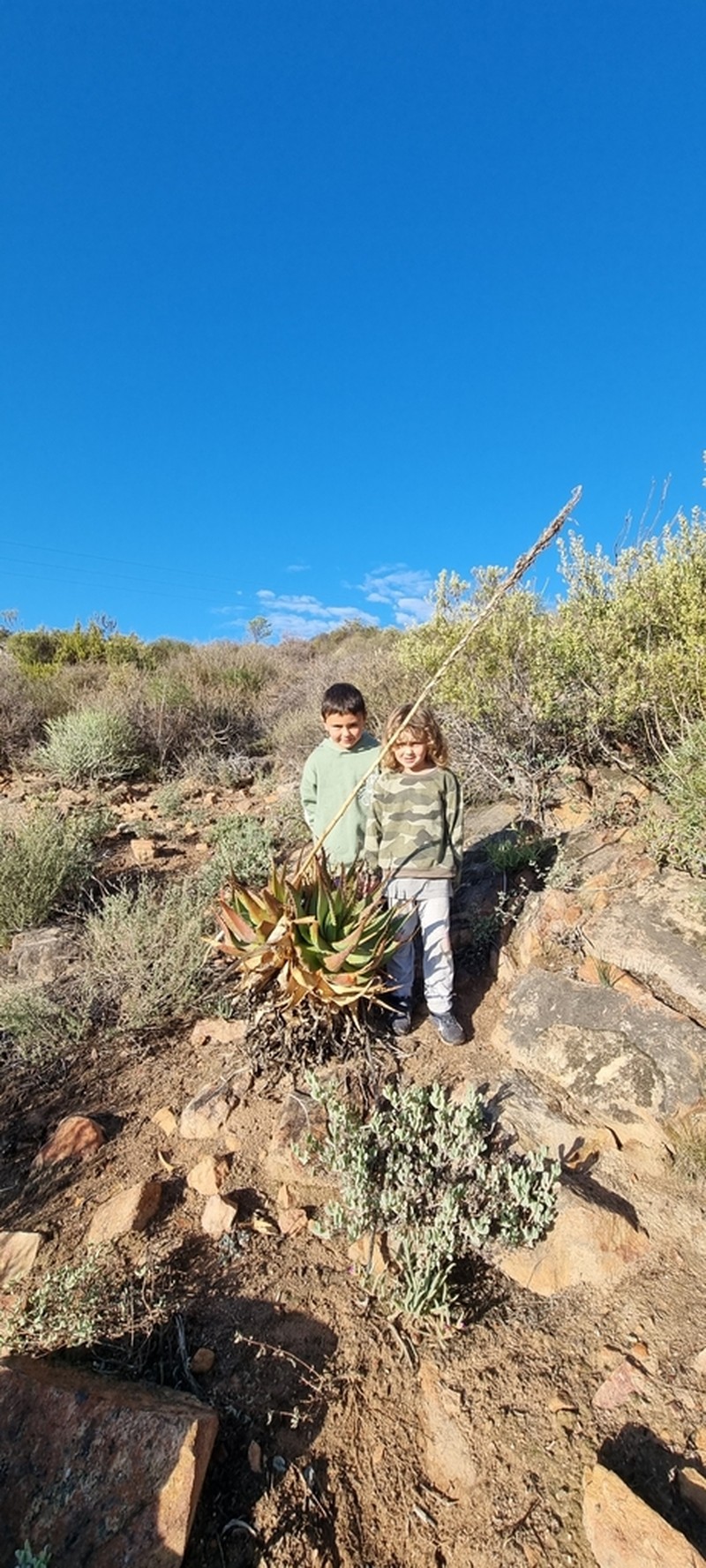 Aloe glauca photo 7