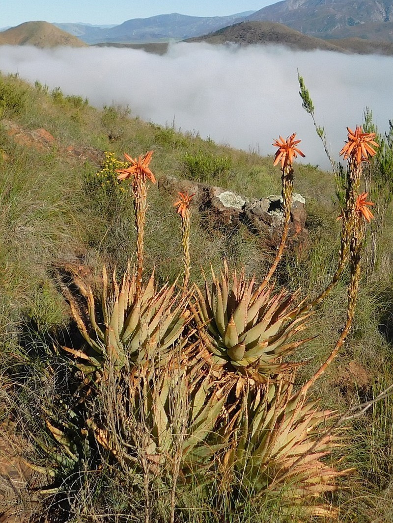 Aloe glauca photo 8