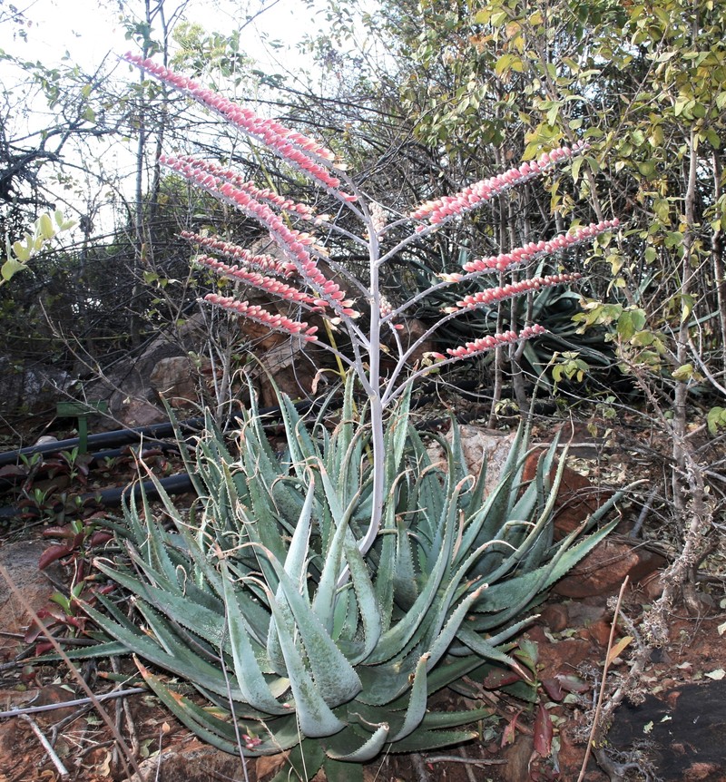 Aloe globuligemma