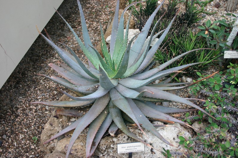 Aloe globuligemma photo 2