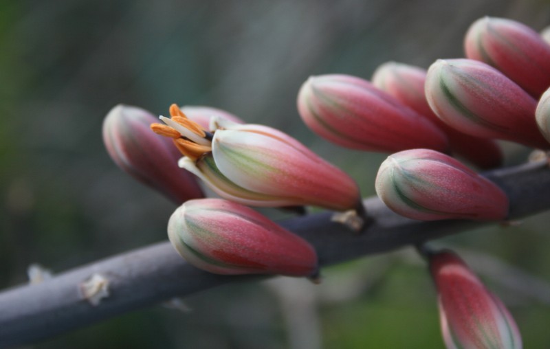 Aloe globuligemma photo 3