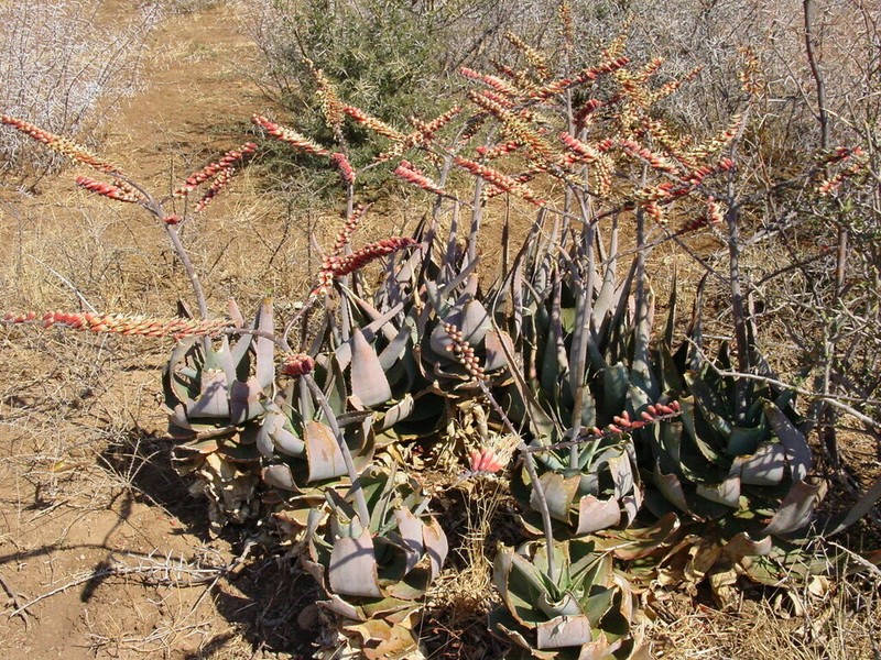 Aloe globuligemma photo 4