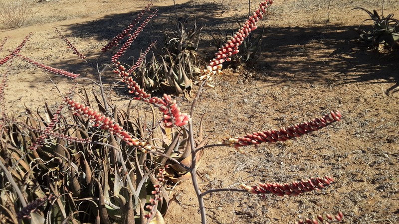 Aloe globuligemma photo 5