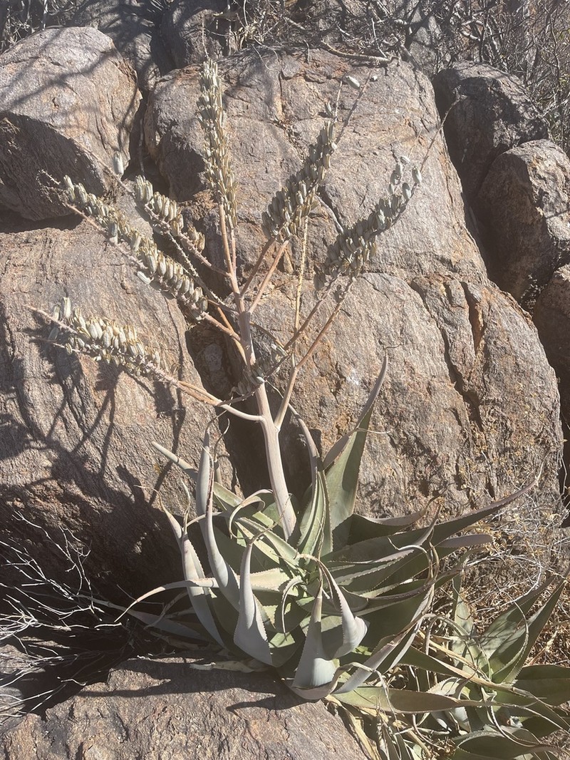 Aloe globuligemma photo 6