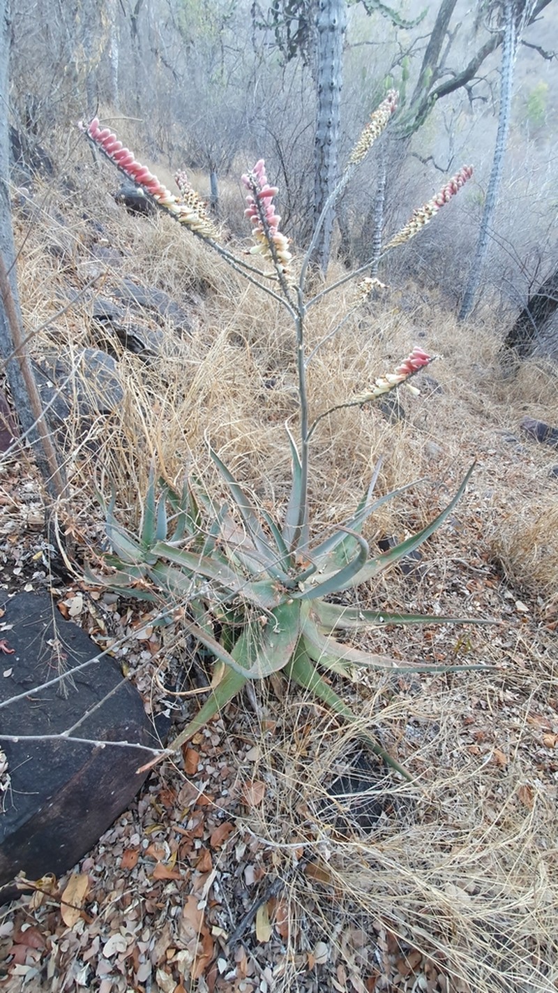 Aloe globuligemma photo 7