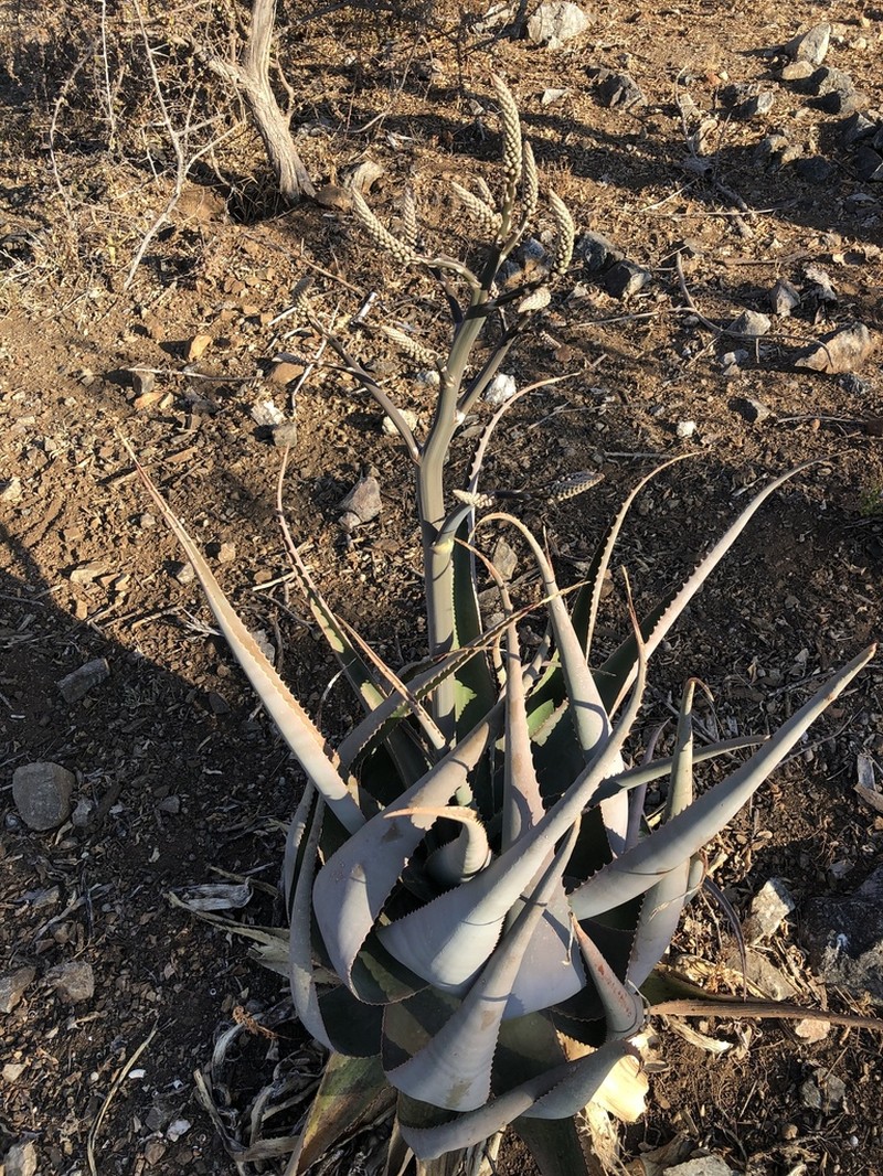 Aloe globuligemma photo 8