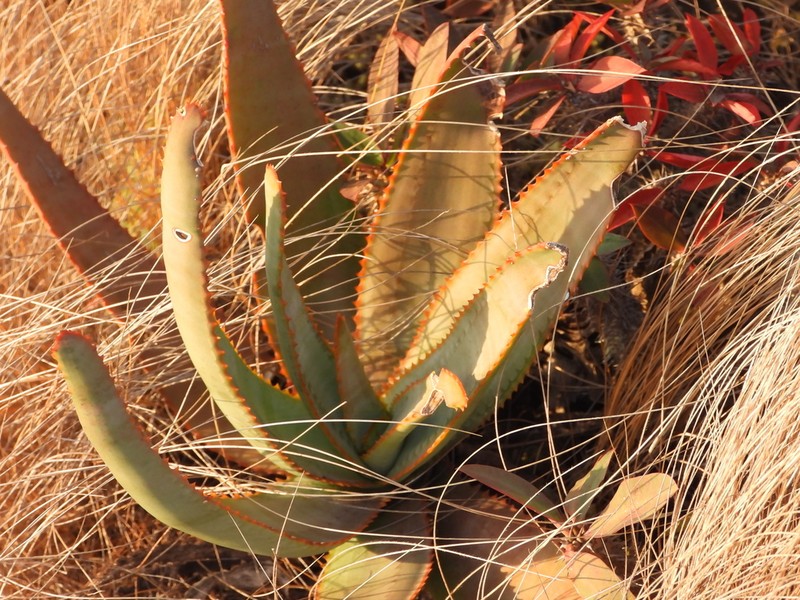 Aloe gneissicola
