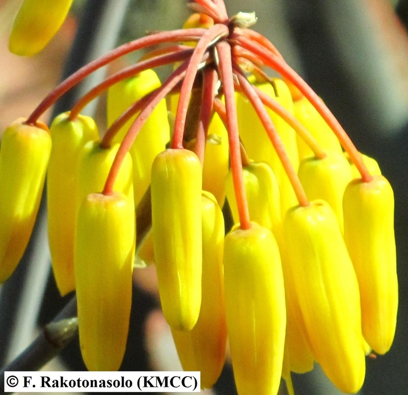 Aloe gneissicola photo 2