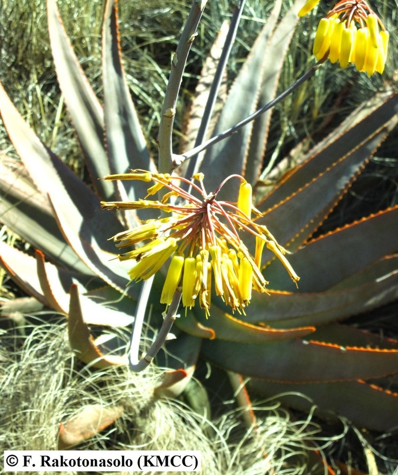 Aloe gneissicola photo 3
