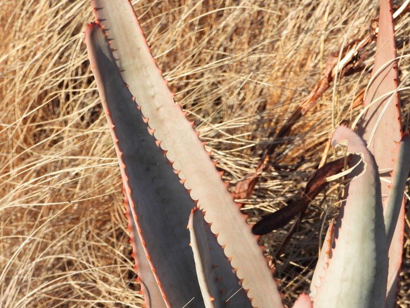 Aloe gneissicola photo 4