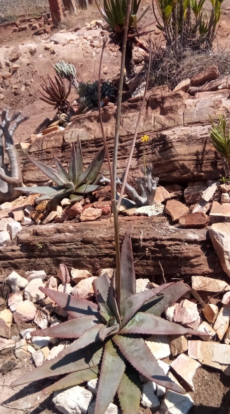 Aloe gneissicola photo 5