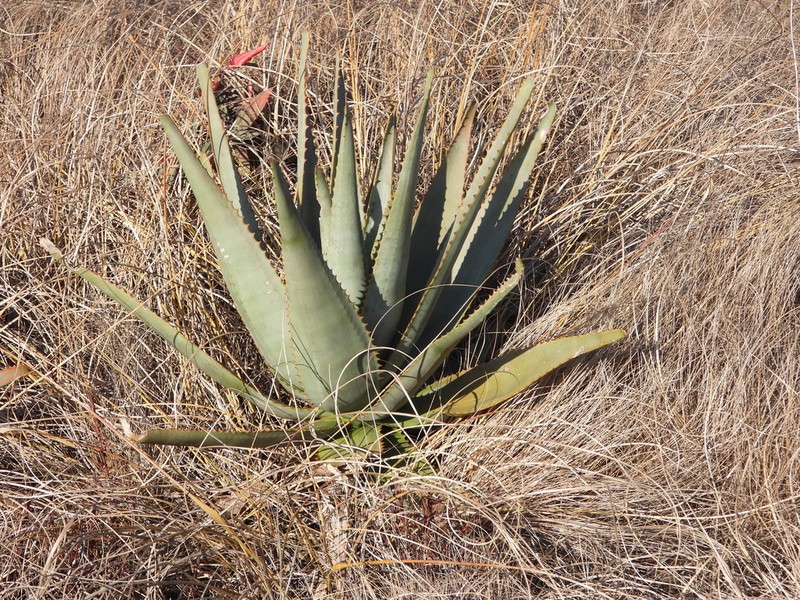 Aloe gneissicola photo 6