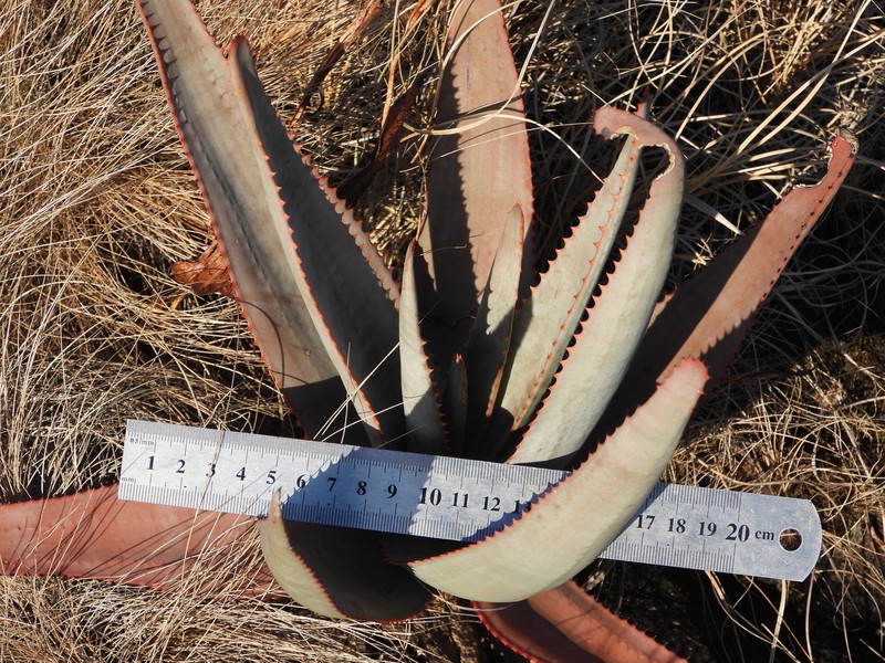 Aloe gneissicola photo 8