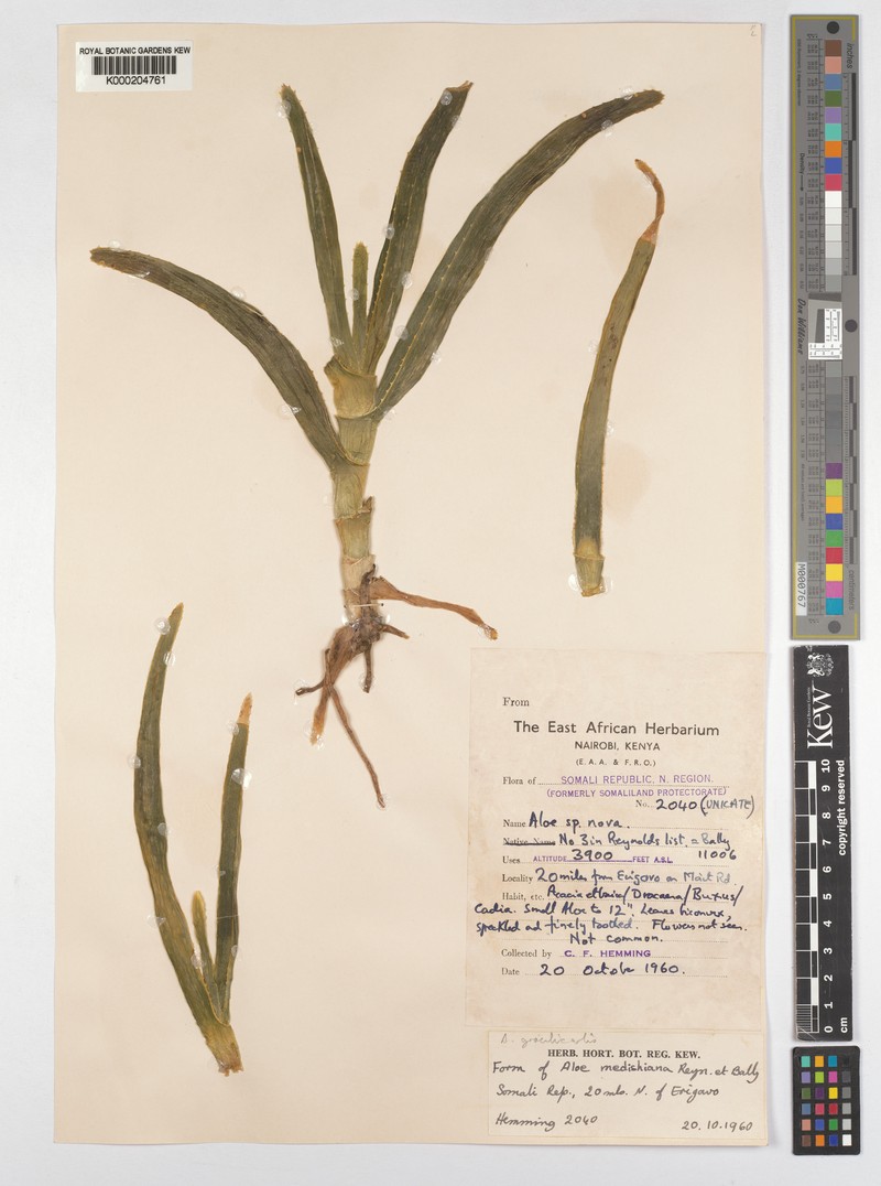 Aloe gracilicaulis
