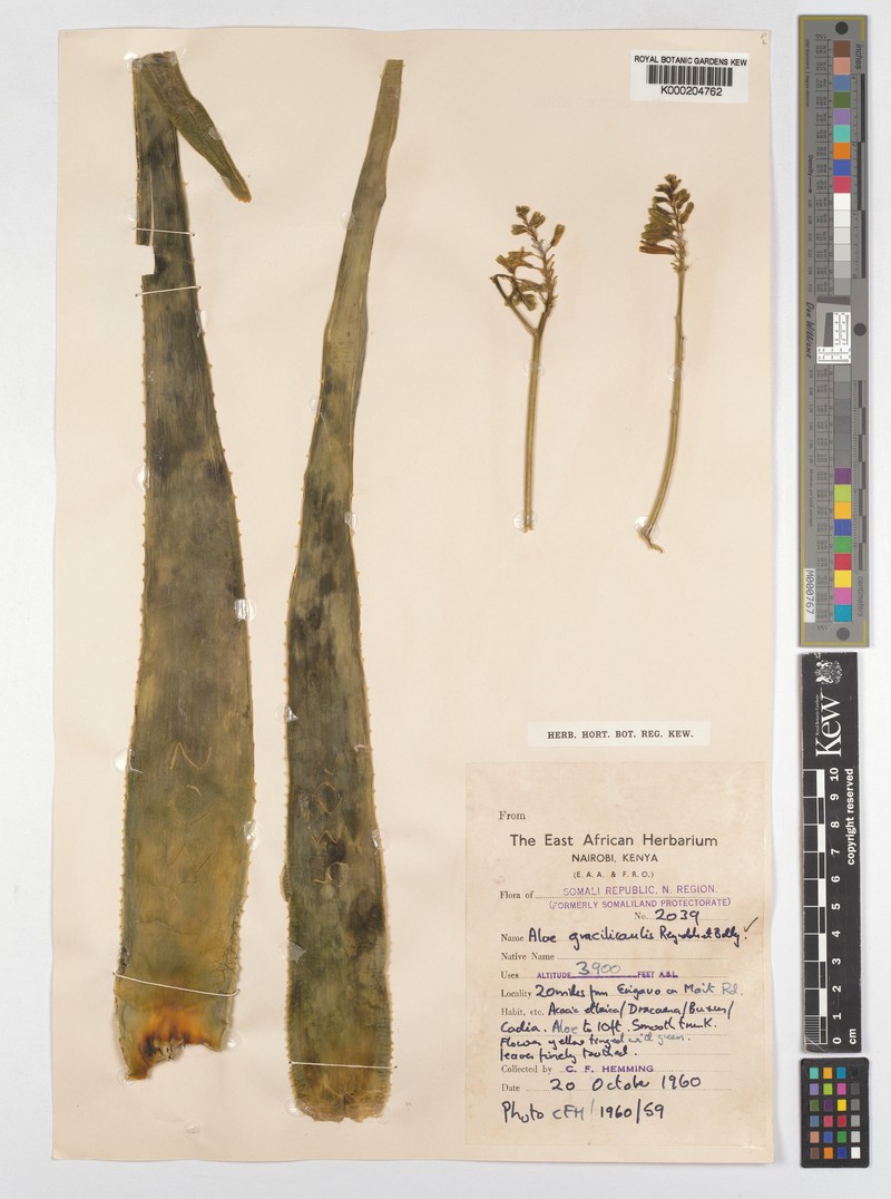 Aloe gracilicaulis photo 2