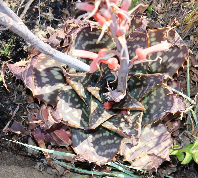 Aloe graciliflora
