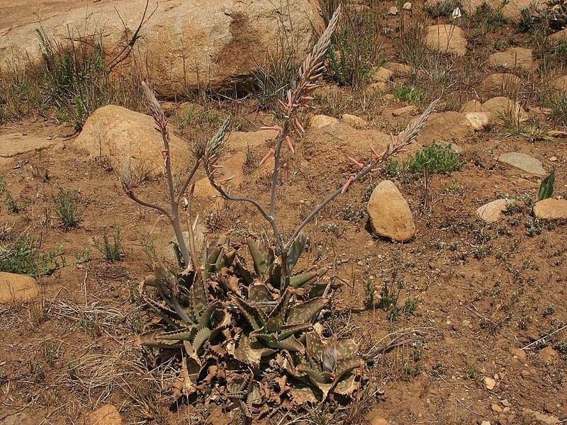 Aloe graciliflora photo 2