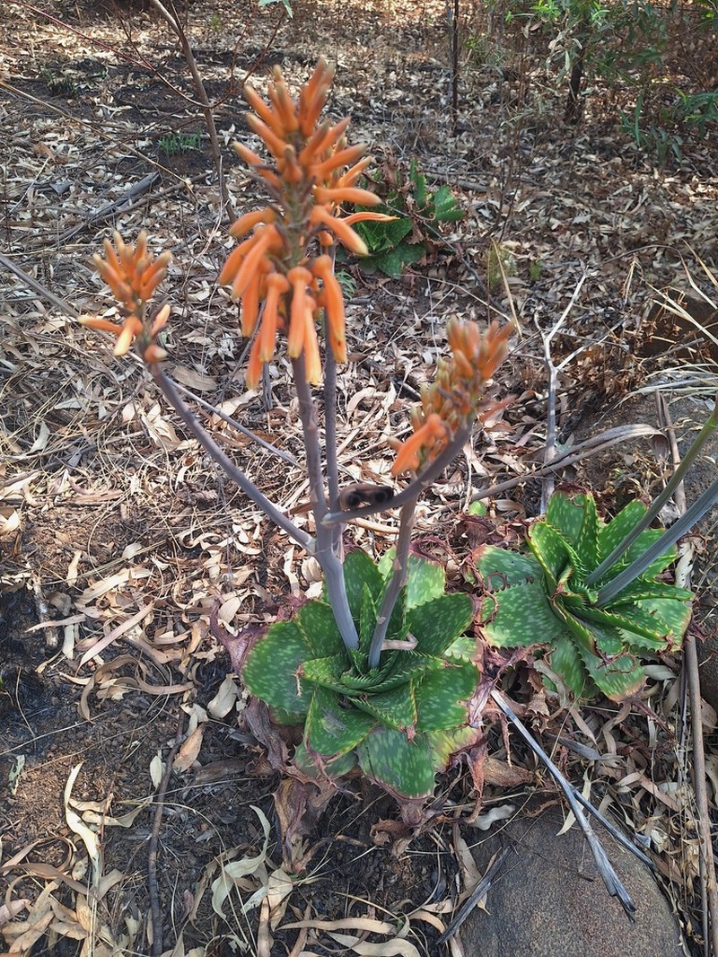 Aloe graciliflora photo 4