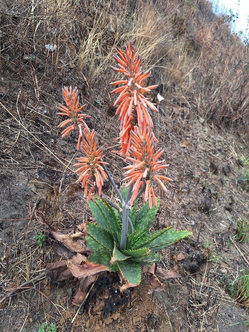 Aloe graciliflora photo 5