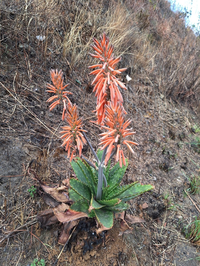 Aloe graciliflora photo 6
