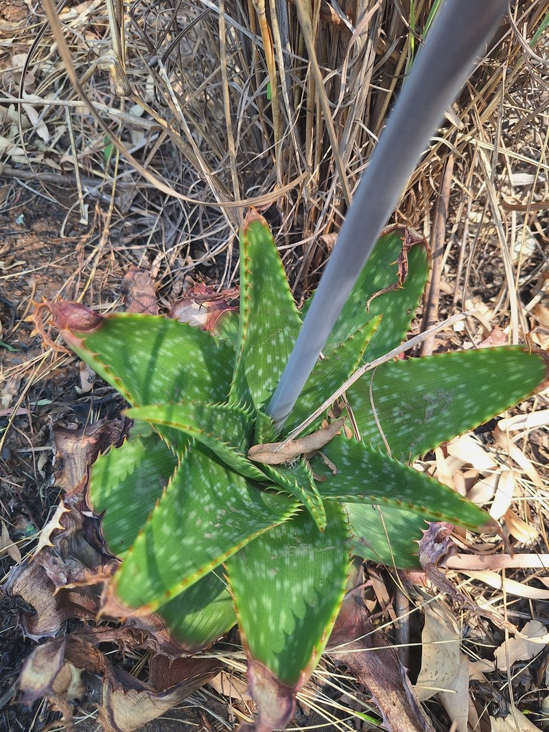 Aloe graciliflora photo 7