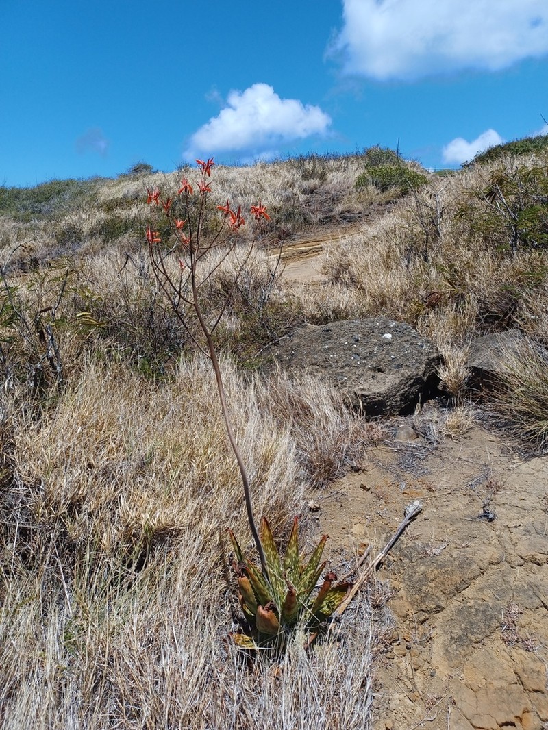 Aloe grandidentata photo 2