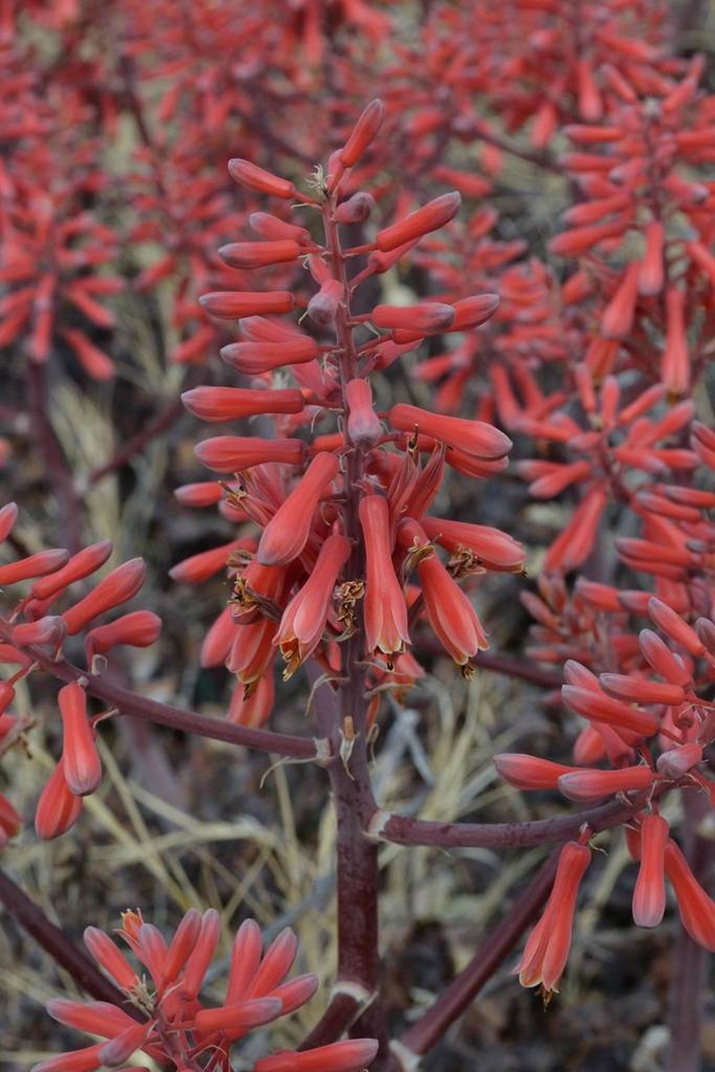 Aloe grandidentata photo 3
